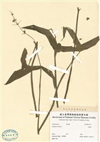 藏品(三腳剪)的圖片